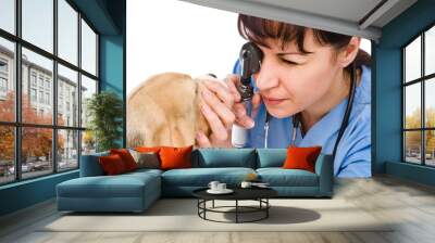 female professional vet doctor examining pet dog eyes Wall mural