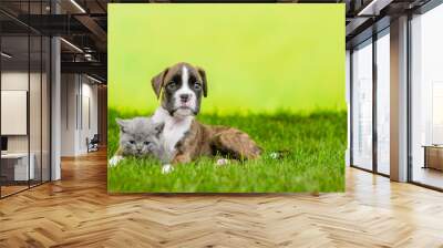 German boxer puppy hugs kitten on green summer grass. Empty space for text Wall mural