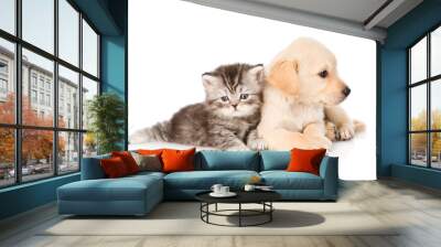 golden retriever puppy dog and british tabby cat lying together. isolated on white background Wall mural