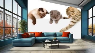 Group of cats  above white banner looking down. isolated on white background Wall mural