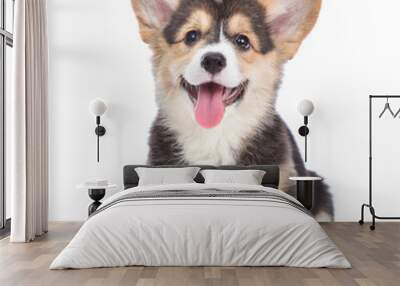 Happy Brown Pembroke Welsh Corgi puppy looking at camera. isolated on white background Wall mural