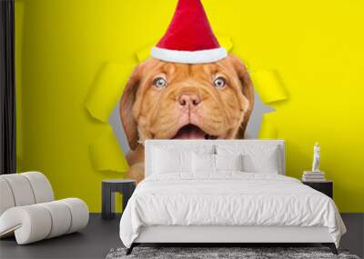 Happy Mastiff puppy wearing red santa hat looking through a hole in yellow paper and holding gift box Wall mural