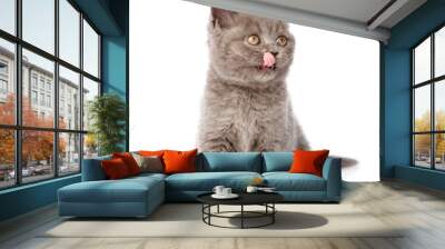 little british shorthair kitten licks his lips. isolated  Wall mural