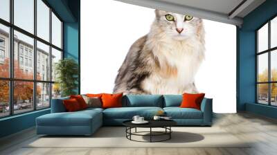 mixed breed cat looking at camera. isolated on white background Wall mural