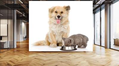 Mixed breed dog and kitten eating together. isolated on white background Wall mural