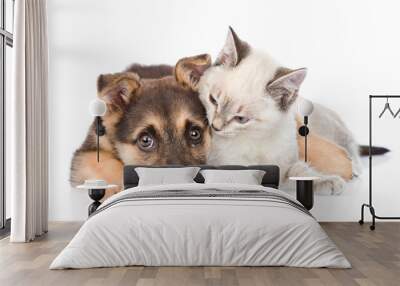 mixed breed dog embracing small cat. isolated on white backgroun Wall mural