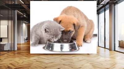 mixed breed puppy and kitten eating together from one bowl. isolated on white background Wall mural