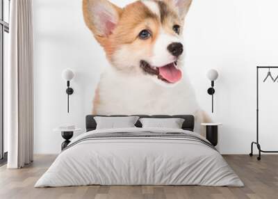 Pembroke Welsh Corgi puppy sitting in front. isolated on white b Wall mural