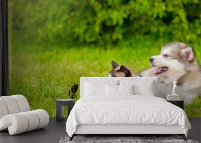 Playful Alaskan malamute puppy lying with Siamese kitten on green summer grass. Pets look away on empty space Wall mural