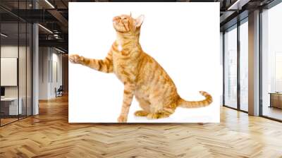 playful tabby cat. isolated on white background Wall mural