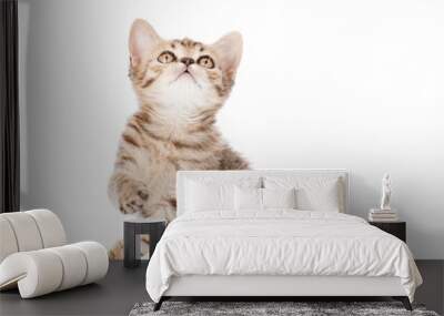 Playful tabby kitten looking up. isolated on white background Wall mural