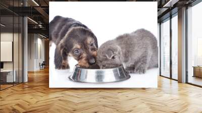 puppy and kitten eating together. isolated on white background Wall mural