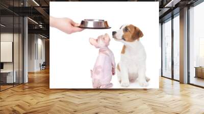 Puppy and kitten sitting and waiting food together. isolated on white background Wall mural