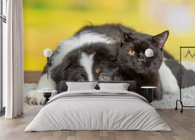 Sad Australian shepherd dog hugs black cat at summer park Wall mural