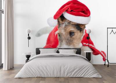 Sad Wire-haired Fox terrier puppy wearing red christmas hat lies and looks away on empty space. isolated on white background Wall mural