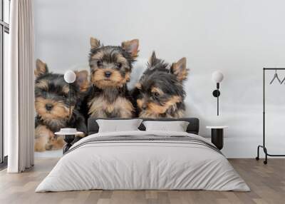 Three cute little Yorkshire terrier puppies sit together under warm blanket on the bed at home and look at camera. Empty space for text Wall mural