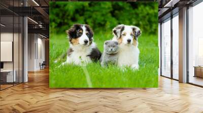 Two Australian shepherd puppies and scottish cat lying on green grass Wall mural