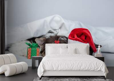 Two Biewer Yorkshire terrier puppies wearing red santa hat sleep with gift box under white blanket on a bed at home Wall mural