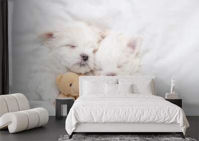 Two Cozy Maltese puppy sleep on a bed at home and hugs favorite toy bear. Top down view Wall mural