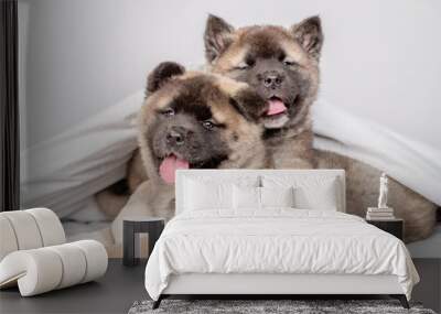 Two hugging American Akita puppies lies under warm blanket on the bed at home Wall mural