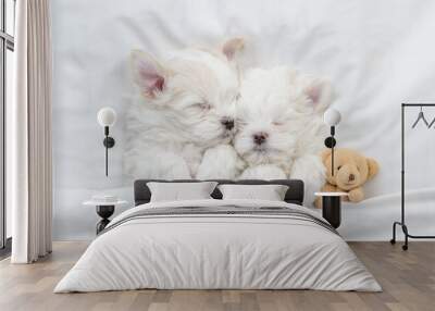 Two Maltese puppies wearing santa hat sleep on a bed at home with box Wall mural