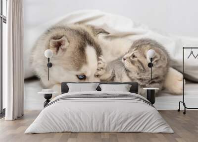 A husky puppy with blue eyes lies under the covers on the bed next to a tabby kitten of the Scottish breed who waves its paw at him. Kitten attacking a puppy at home Wall mural