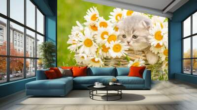 A small fluffy  kitten of the Scottish breed sitting in a basket inside a bouquet of daisies on green grass, leaning its paws on a basket and looking to the side Wall mural