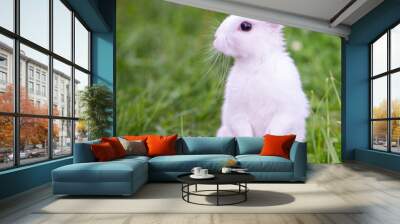 A small white rabbit standing on its hind legs on the green grass and looking to the side Wall mural