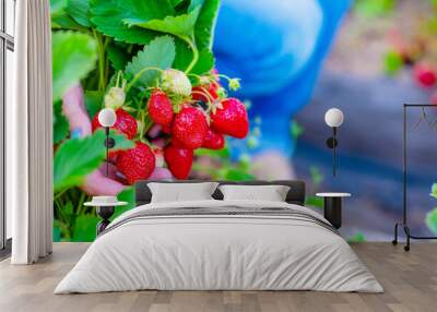 In the hands of a farmer girl, huge strawberries from one bush. Harvest Improvement Concept Wall mural