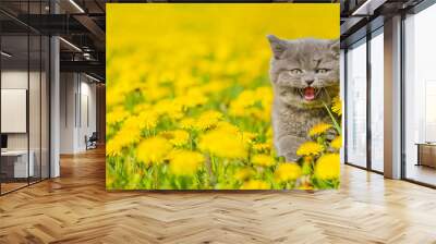 Little gray fluffy kitten on a field of dandelions meows looking at the camera in the summer in the park. Stretched panoramic image for banner Wall mural