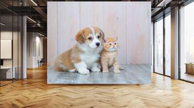 Pembroke Welsh Corgi puppy and kitten together Wall mural