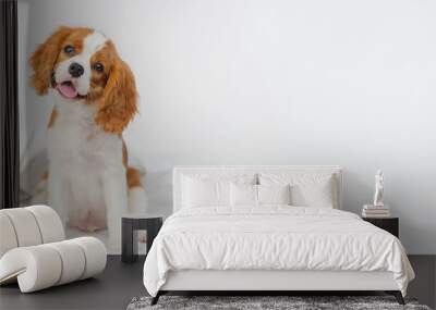 Puppy cavalier king charles spaniel lying on a blanket in the bedroom on the bed in the house Wall mural