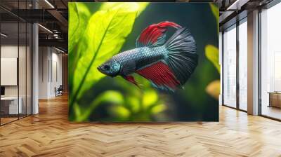 Betta Fish in Aquarium Wall mural