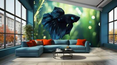 Black Betta Fish with Blue Fins Wall mural