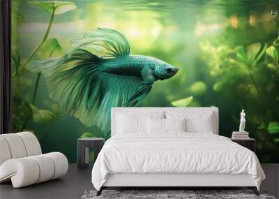 Siamese Fighting Fish in Green Aquarium Wall mural