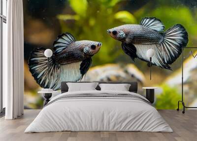 Two Siamese Fighting Fish Wall mural