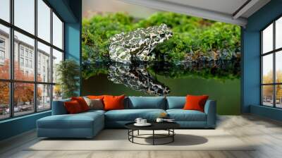 European green toad, Bufo viridis Wall mural