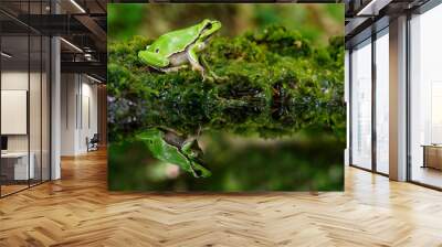 European tree frog, Hyla arborea Wall mural