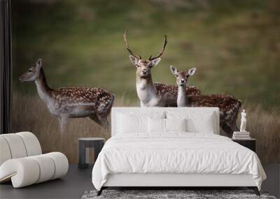 Fallow deer, Dama dama Wall mural