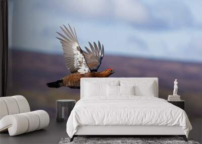 Red grouse, Lagopus lagopus, Wall mural