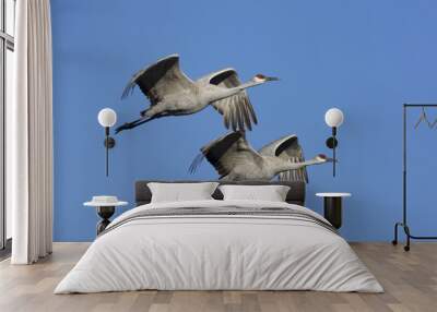 Sandhill crane, Grus canadensis Wall mural