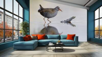 Water rail, Rallus aquaticus Wall mural