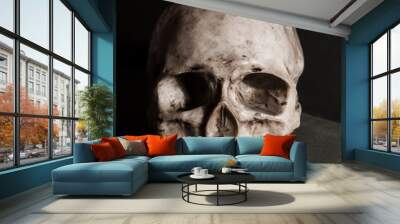 scull antropology
 Wall mural