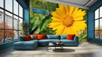 yellow flower in the garden Wall mural