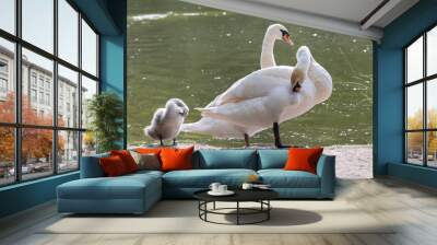 cygnes Wall mural