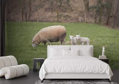 Two white lambs with ewe mother in the meadow Wall mural