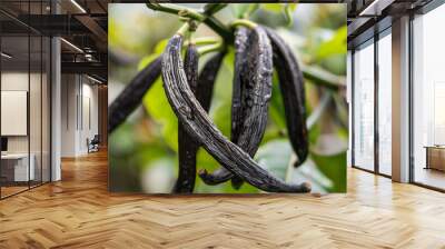 vanilla beans on tree Wall mural