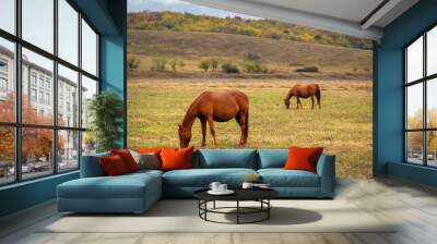 Horses graze near the mountain in the pasture in the autumn. Wall mural