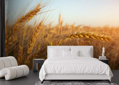 Young wheat grows in the field. During ripening, the color of wheat changes from green to orange-yellow. Wall mural