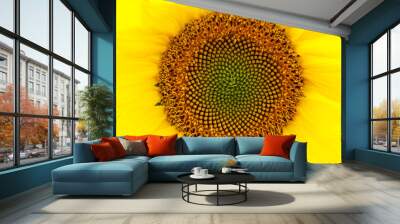 Yellow sunflower - close up Wall mural